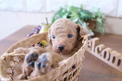 成約済の滋賀県のトイプードル-258590の2枚目