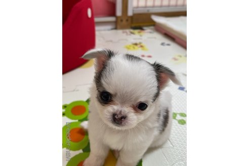 成約済の岐阜県のチワワ(ロングコート)-259928の82枚目