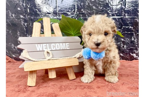 成約済の埼玉県のマルプー:マルチーズ×トイプードル-258941の5枚目