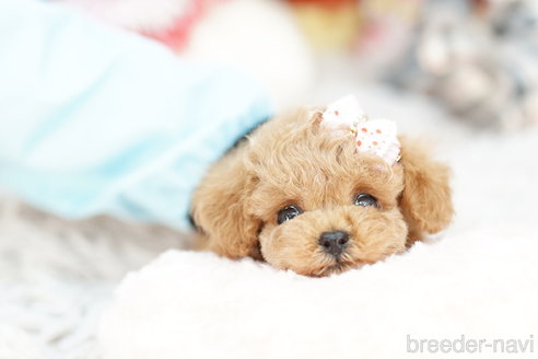 成約済の埼玉県のトイプードル-261867の4枚目