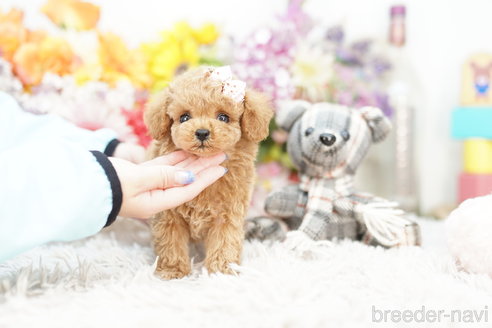 成約済の埼玉県のトイプードル-261867の3枚目