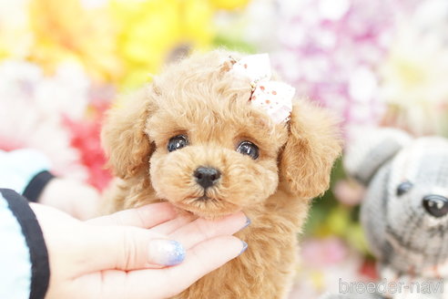 成約済の埼玉県のトイプードル-261867の2枚目