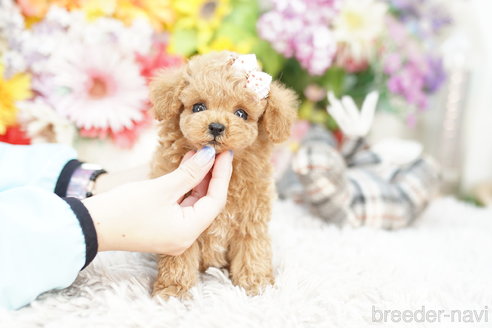 成約済の埼玉県のトイプードル-261867