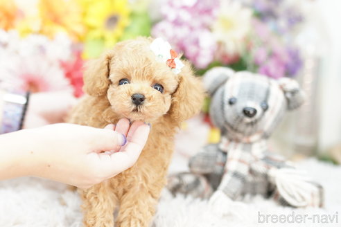 成約済の埼玉県のトイプードル-261869の4枚目