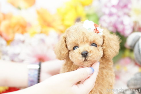 成約済の埼玉県のトイプードル-261869の3枚目