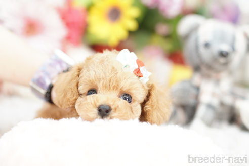 成約済の埼玉県のトイプードル-261869の2枚目