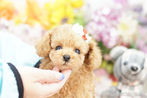 成約済の埼玉県のトイプードル-261869