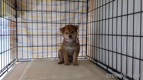 成約済の茨城県の柴犬-261884