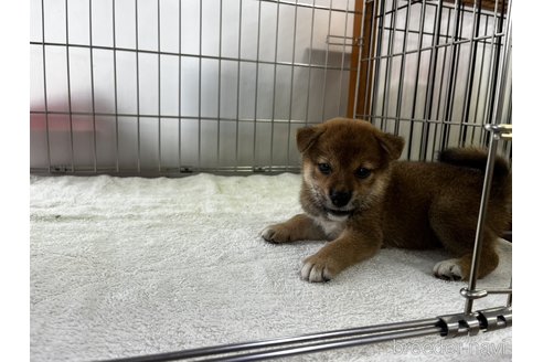 成約済の岡山県の柴犬-261895の1枚目