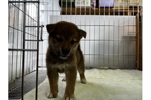 成約済の岡山県の柴犬-261895の4枚目