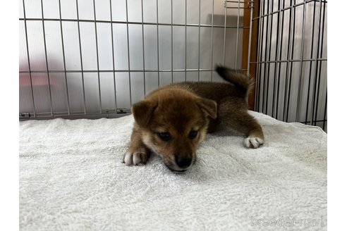 成約済の岡山県の柴犬-261895の3枚目