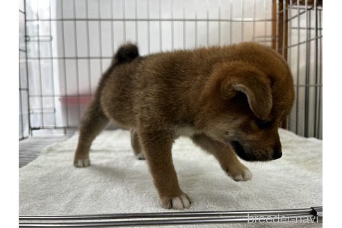 成約済の岡山県の柴犬-261895の2枚目