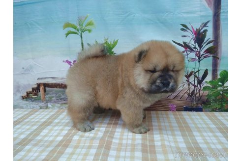 成約済の千葉県のチャウチャウ-261905の3枚目