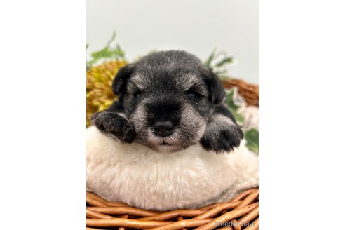 成約済の埼玉県のミニチュアシュナウザー-257049