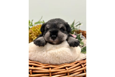 成約済の埼玉県のミニチュアシュナウザー-257049の2枚目