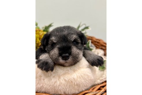 成約済の埼玉県のミニチュアシュナウザー-257049の3枚目