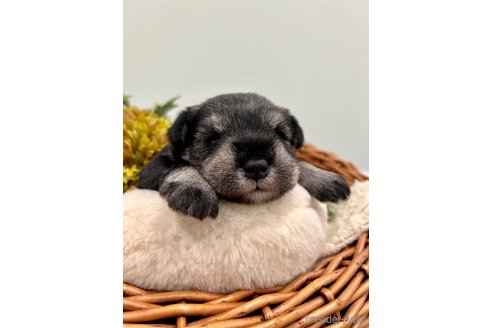 成約済の埼玉県のミニチュアシュナウザー-257049の5枚目