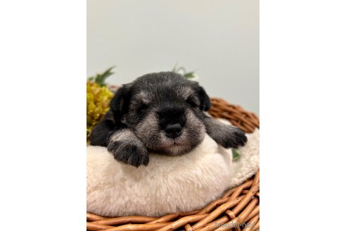 成約済の埼玉県のミニチュアシュナウザー-257049の4枚目