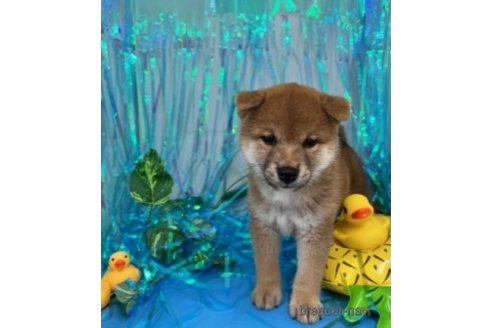 成約済の北海道の柴犬-261917の8枚目