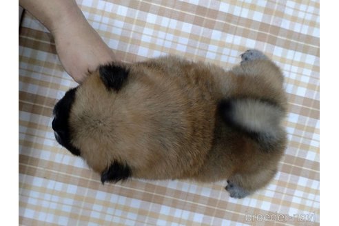 成約済の千葉県のチャウチャウ-261915の5枚目