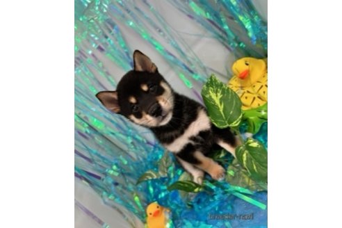 成約済の北海道の柴犬-260828の2枚目