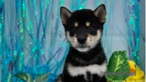 子犬