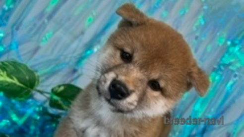 成約済の北海道の柴犬-261917の7枚目