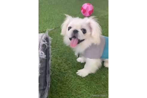 成約済の福岡県のペキニーズ-234382の2枚目