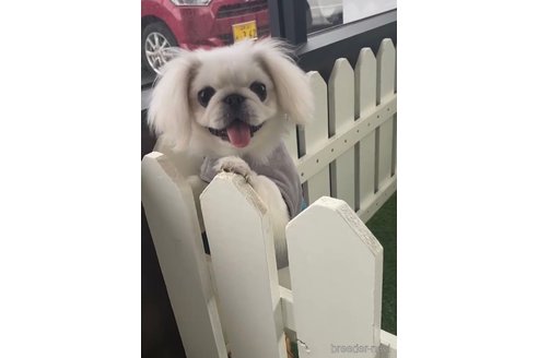 成約済の福岡県のペキニーズ-234382の3枚目
