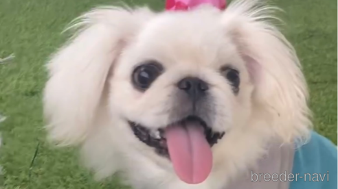 成約済の福岡県のペキニーズ-234382の1枚目