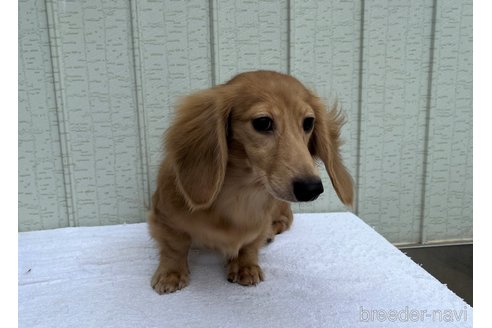 成約済の兵庫県のカニンヘンダックスフンド(ロングヘアード)-251252の5枚目