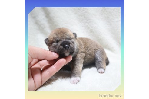 成約済の岡山県の柴犬-261956の29枚目