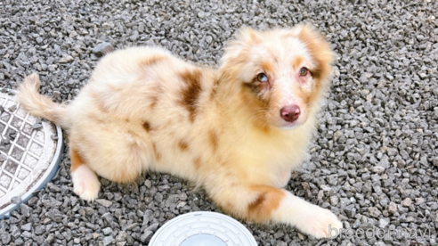 成約済の山梨県のオーストラリアンシェパード-260813の15枚目