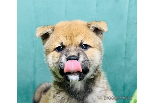 成約済の茨城県の豆柴-261988の3枚目