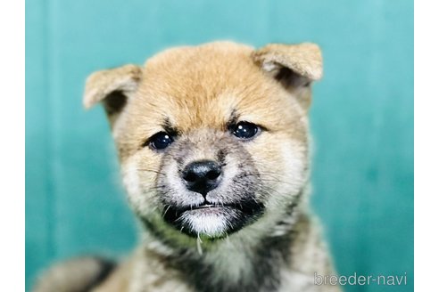 成約済の茨城県の豆柴-261988の4枚目