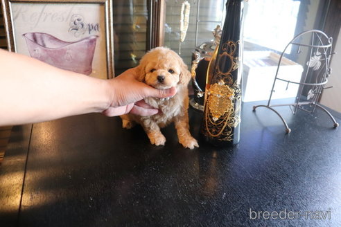 子犬