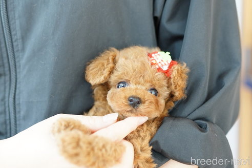 成約済の埼玉県のトイプードル-262038の4枚目