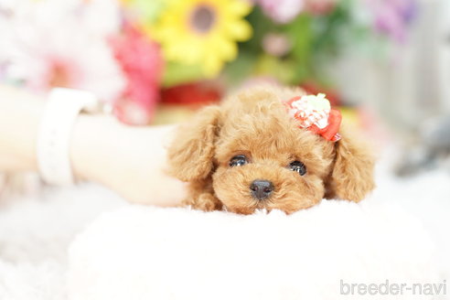 成約済の埼玉県のトイプードル-262038の2枚目