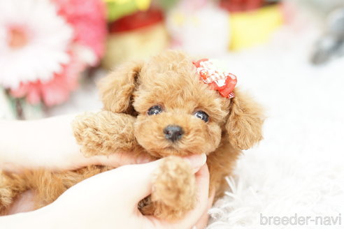 成約済の埼玉県のトイプードル-262038