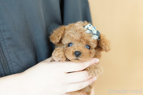 成約済の埼玉県のトイプードル-262041の4枚目