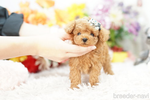 成約済の埼玉県のトイプードル-262041の3枚目