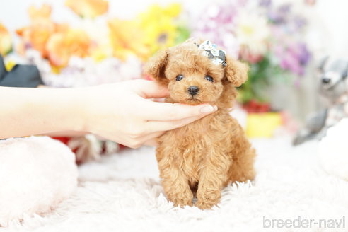 成約済の埼玉県のトイプードル-262041の2枚目