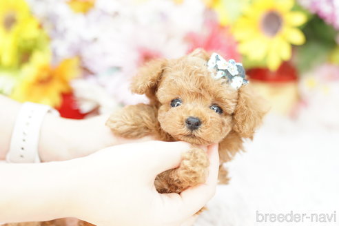 成約済の埼玉県のトイプードル-262041の1枚目