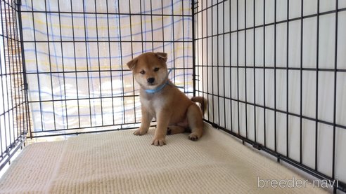 成約済の茨城県の柴犬-262063の1枚目
