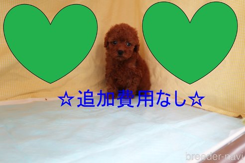 成約済の東京都のトイプードル-261669