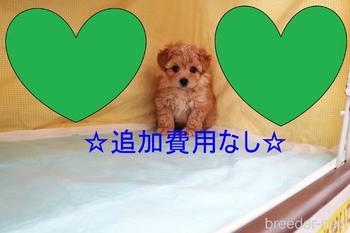 成約済の東京都のマルプー:マルチーズ×トイプードル-261654の5枚目