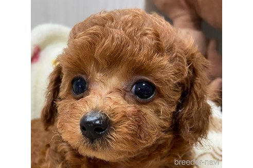 成約済の岡山県のタイニープードル-259138の11枚目