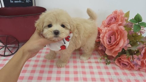 成約済の香川県のマルプー:マルチーズ×トイプードル-260797の4枚目