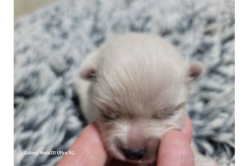 成約済の千葉県のポメラニアン-260973の10枚目