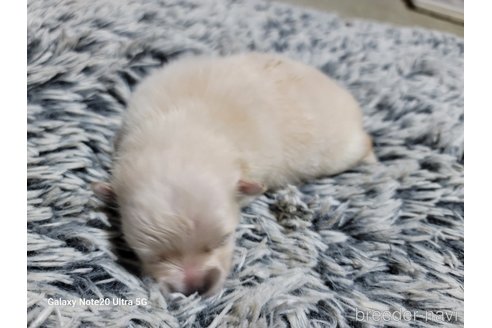 成約済の千葉県のポメラニアン-260974の9枚目